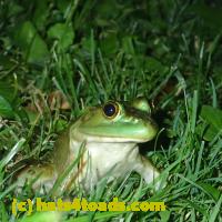 /home//u458753944/public_html/sourcegallery////////Frogs/More bullfrogs/P7060249.JPG